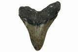 Serrated, Fossil Megalodon Tooth - North Carolina #338570-1